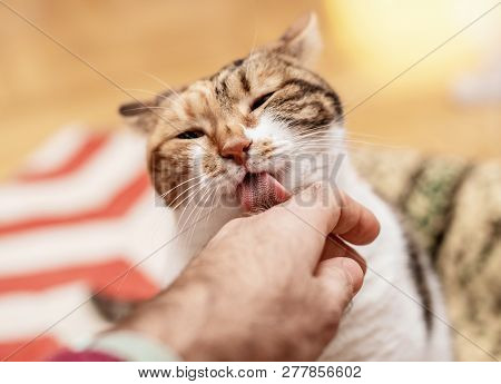 Lovely Cat Licking Her Male Friends Hand With Her Abrasive Tongue