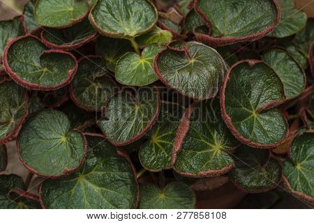 Begonia Leaf. Green Leaf Plant Pattern Tree.fresh Green Leaves