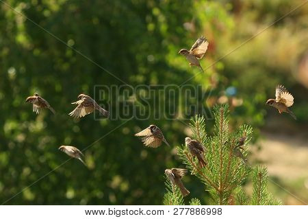 Nature, Animals, Fauna, Birds, Sparrows, Flyers, Summer, Flyers, Passer Domesticus, Passer, Passerid