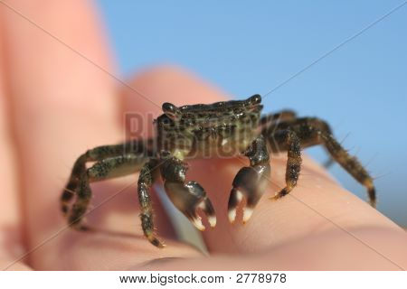Crab In Hand