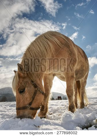 Horse Feeding In Fresh Snow. Sunnny Winter Day In Farmland.