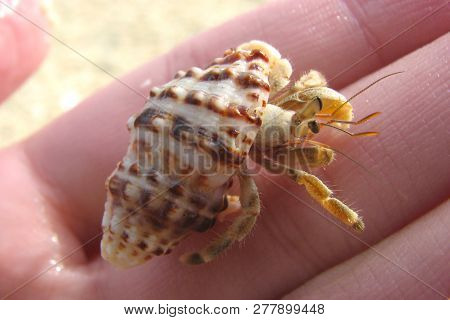 Macro Photo Of A Tiny Crab In A Striped Shell On A Human Hand