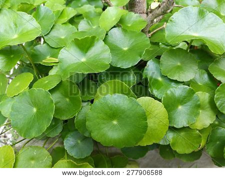 Asiatic Leaves - Green Leaf In The Garden / Beautiful Circle Green Leaves Of Asiatic Leaves Herb Cen