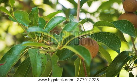 Tropical Fruit Sapodilla On Tree Branch. Tropical Plant Sapodilla With Brown Fruits And Green Leaves