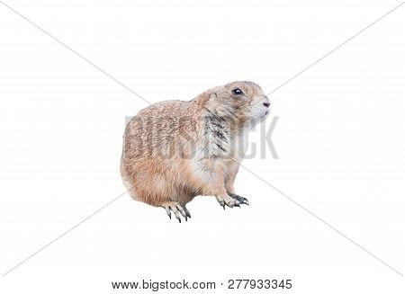 Dog Prairie (cynomos) Isolated On White Background