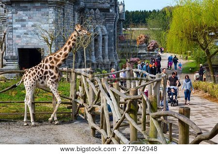 Pairi Daiza, Belgium - April 11, 2016: Giraffe In The Zoo Pairi Daiza And People Around