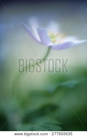 Wood anemone nemerosa, a beautiful spring wild flower in soft focus and shallow DOF. Artistic wildflower macro.