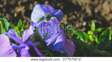 Purple Wild Flowers Growing On Field In New Zealand