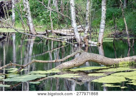 Dutch National Park With Swamp And Fallen Tree In The Water