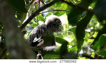 Kedah, Langkawi, Malaysia - Apr 08th, 2015: An Adult Dusky Leaf Monkey Or Langur Is Sitting Among Le