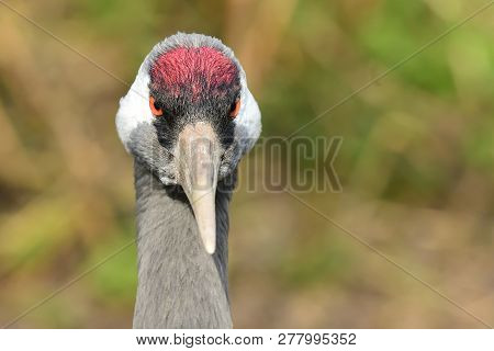 Common Crane (grus Grus)