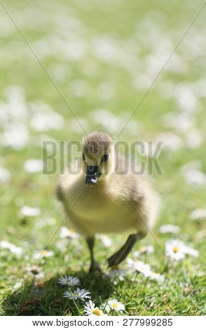 A Yellow Gosling Chick In A Grassy Meadow With Daisies Looking Cute And Adorable With Copy Space