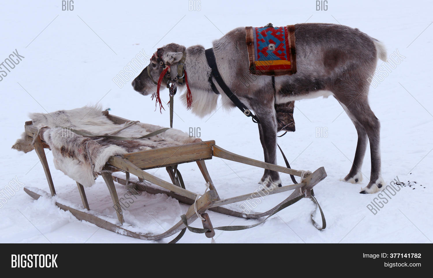 Reindeer Harness