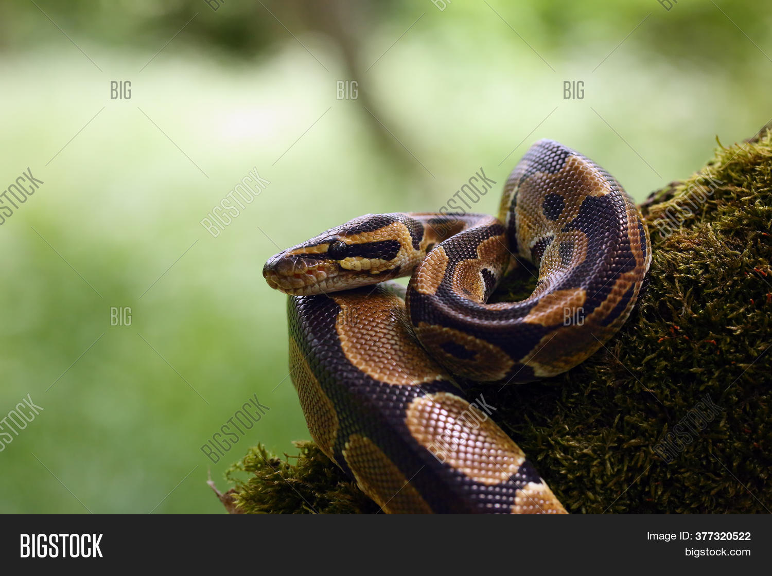 Image Preview