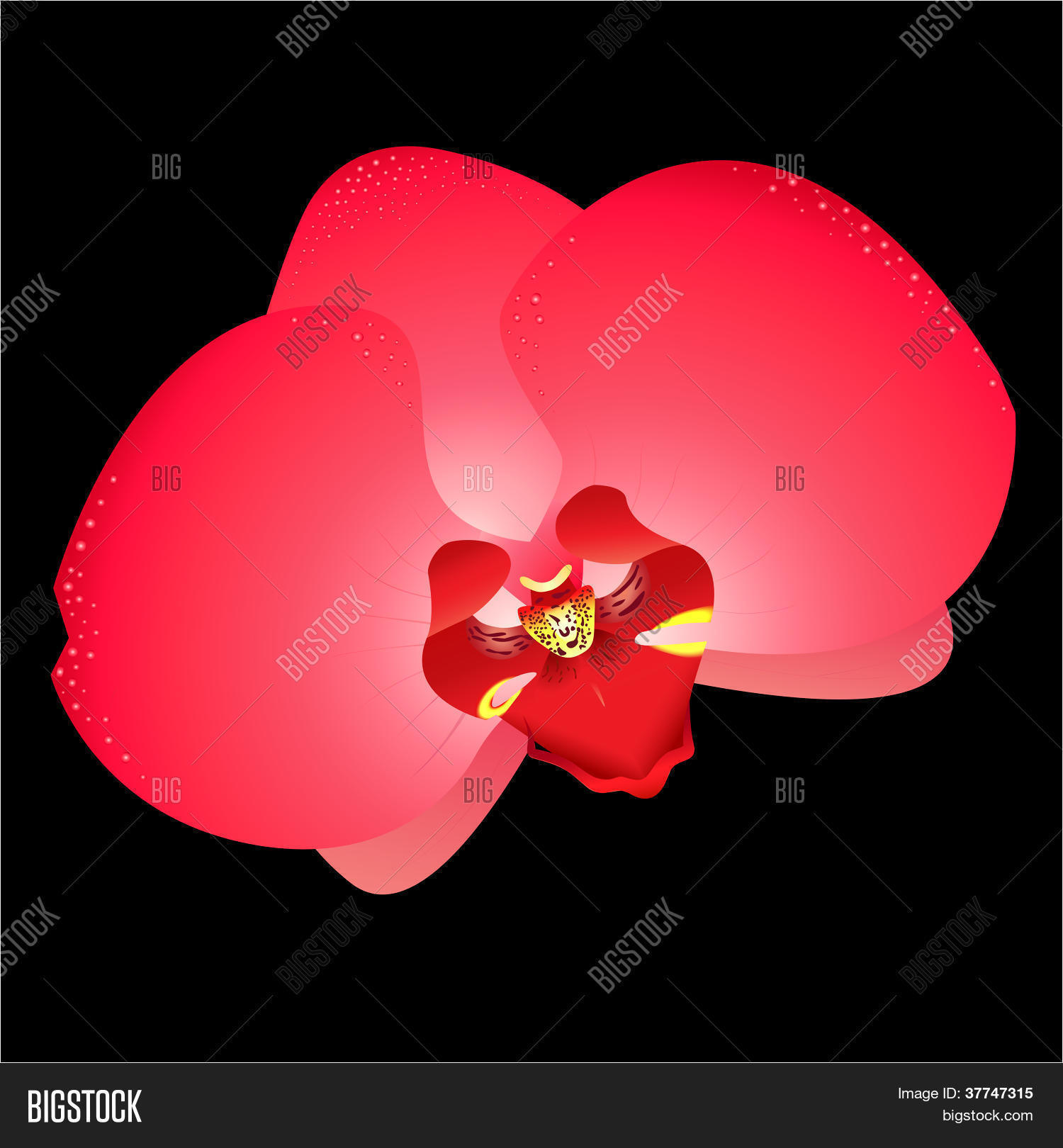 Image Preview