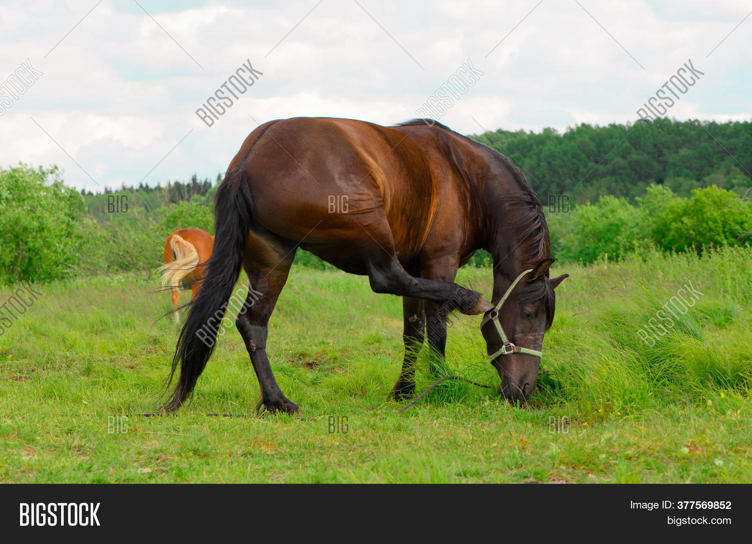 Horse Scratching Image & Photo (Free Trial) Bigstock