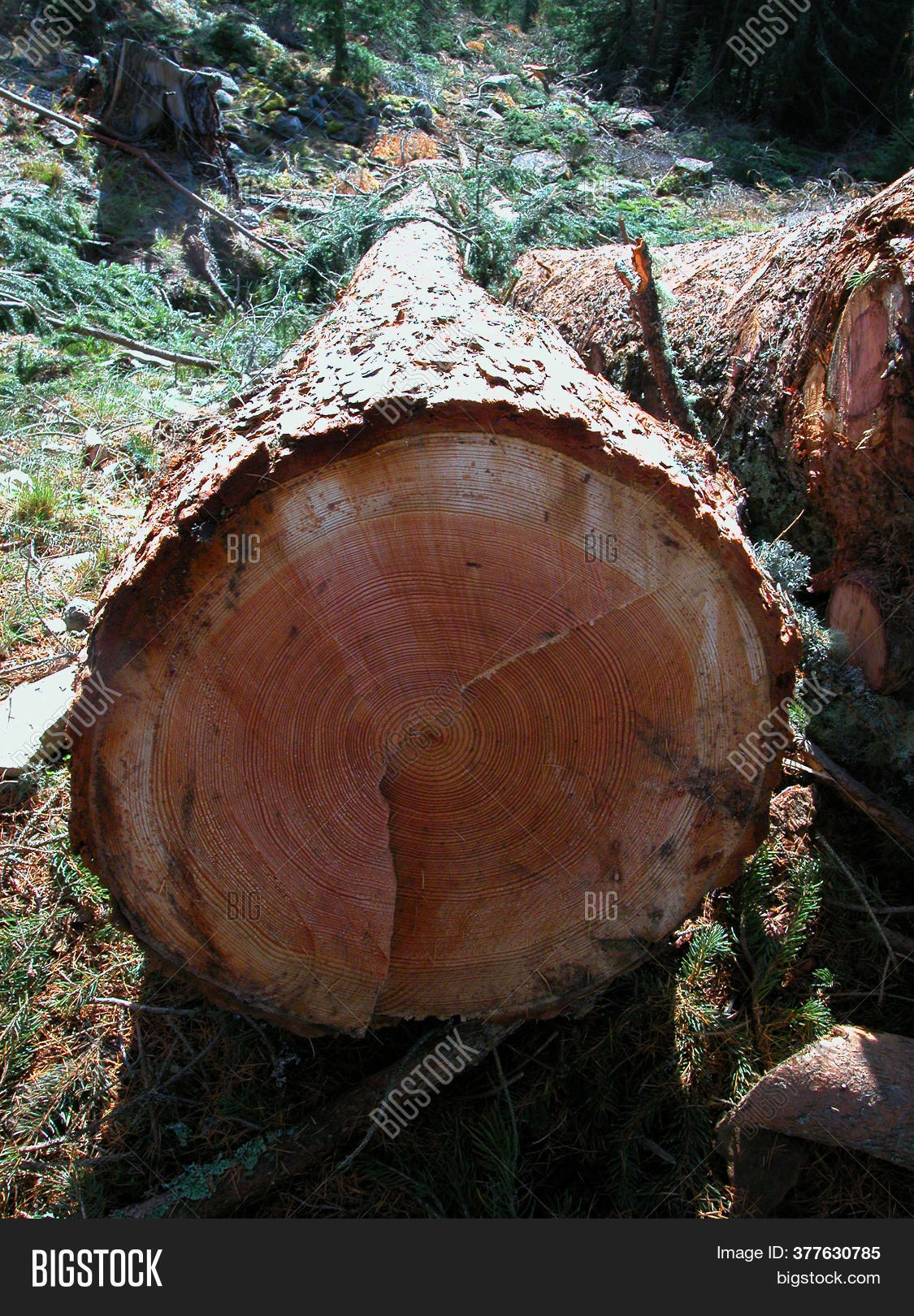 Growth Rings Annual Image Photo Free Trial Bigstock