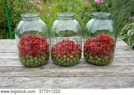 Three Large Three-litre Jars Stand On A Wooden Table. In The Jars Are Gooseberries And Currants That