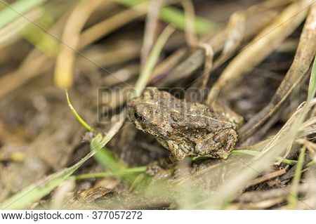 Small Warty Green Toad Hiding In A Grassy Wetland Area