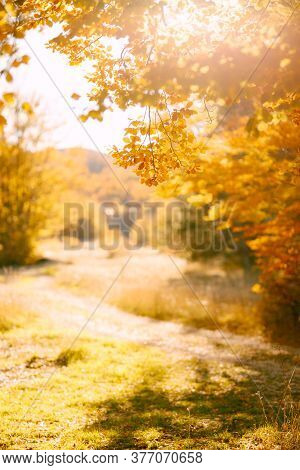 Autumn Background Of Yellow Foliage In The Forest And Sunny Glare.