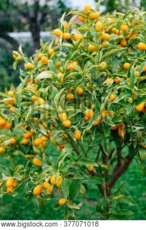 Kumquat Or Fortunella Tree With Ripe Orange Fruits On Branches In The Garden.