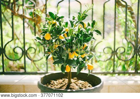 Kumquat Tree In A Pot With Yellow Fruits.