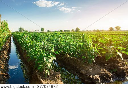 Irrigation And Growing Young Pepper In The Field. Watering Of Agricultural Crops. Farming And Agricu