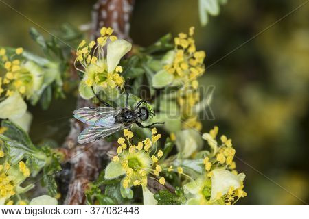 Large Black Fly Hiding In A Flowering Sagebrush Bush