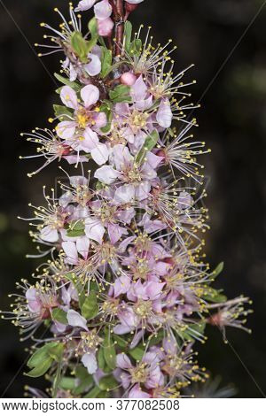 Pink And Yellow Sagebrush Flower Blossoms Over A Dark Background