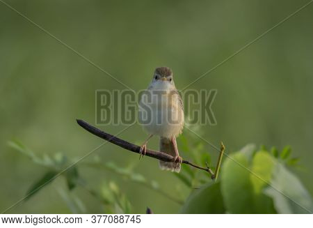 A wild bird in very curious mood on tree branch at morning time .