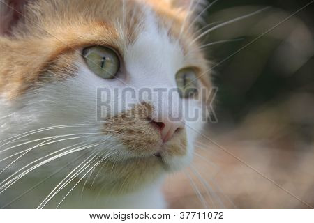 Zblízka dotyčné Cat