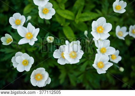 White Summer Flowers Background. Awesome Beautiful Flowerbed With Small Petals. Excellent Plant For 