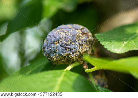 Rotten plum on the fruit tree, Monilia laxa (Monilinia laxa) infestation, plant disease