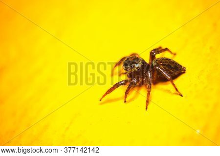 Small Common Spider Isolated On Yellow Background.