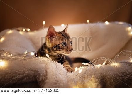 Charming Blue-eyed Bengal Kitten On A White Knitted Background