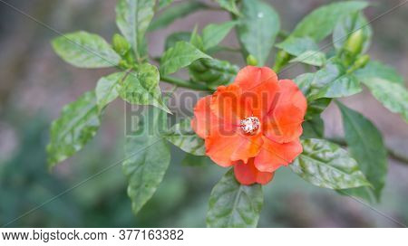 Red Gallica Roses Flower In The Garden.