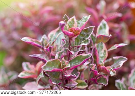 Pink Calico Plant Or Alternanthera With Sunlight In The Garden.