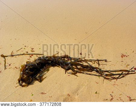 Seaweed. Dark Green Long Algae On The Yellow Sand. Kelp And Seaweed Washed Upon The Shore In Ericeir