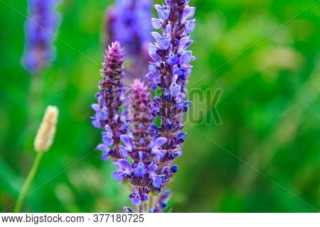 Sage Flowers Herb. Field With Wild Flowers Of Medicinal Sage.