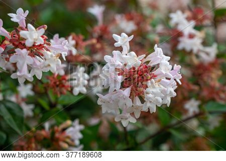 Beautiful White Tubular Flowers Of Abelia Grandiflora Flowering In Summer