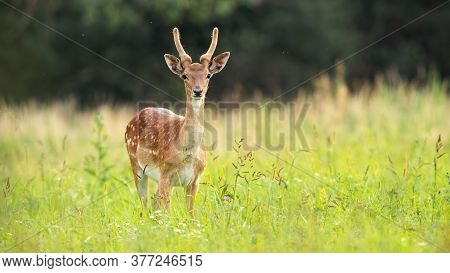 Immature Fallow Deer Stag Standing On Meadow In Summer.