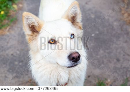 Close-up Portrait Of A White Dog With Heterochromia. Eyes Of Different Colors. Unusual, Special. Loo