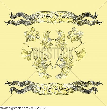 Hand Drawn Vintage Ginkgo Biloba With Ribbons