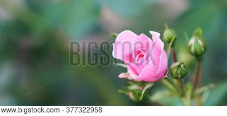 Soft Pink Rose Bonica With Buds In The Garden. Perfect For Background Of Greeting Cards For Birthday