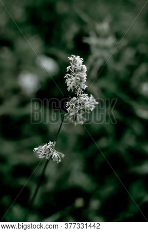 Blooming Phalaris Arundinacea Or Reed Canary Grass On Blurred Green And Bokeh Background.