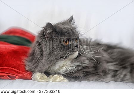 Gray With White Fluffy Cat With Orange Eyes