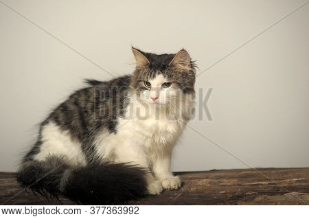 Siberian Cat Sitting On A Tree Trunk