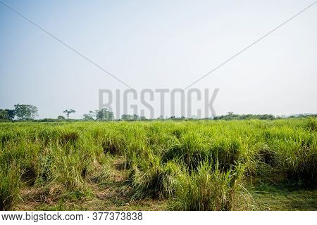 Inside View Of Kaziranga National Park Of Northeast Indian State Of Assam. Watchtower Of Kaziranga N