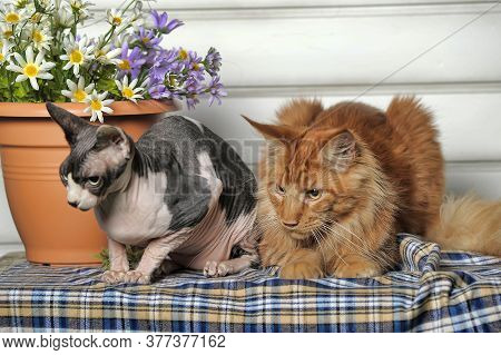 Two Cat Maine Coon And Sphinx Together