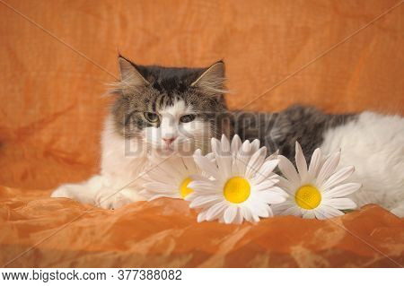 Gray With White Norwegian Forest Cat And Daisies On Brown Background